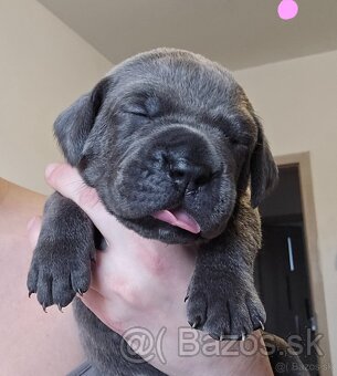 Šteniatka Cane Corso s PP - 4