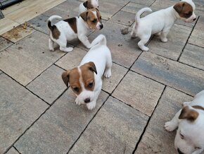 Jack Russel terrier - 4