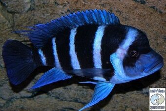 Cyphotilapia Gibberosa Blue Zaire Moba - 4