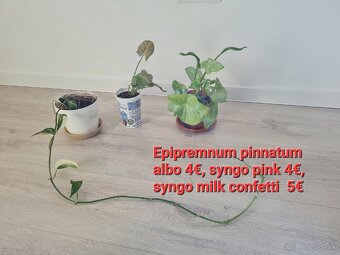 Izbove rastliny - syngonium, philodendron - 4