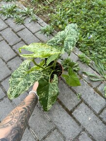 Syngonium Mottled Mojito - 4