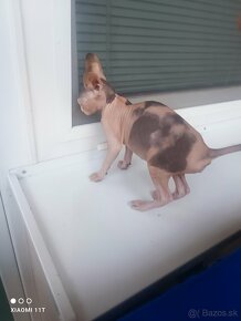 Kanadský sphynx mačička - 4