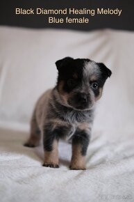 ACD Austrálsky dobytkársky pes CATTLE DOG - 4