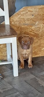 Dogue de Bordeaux Bordeauxska doga - 4