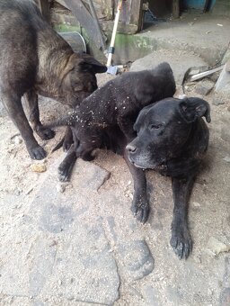 Psík Cane Corso - 4