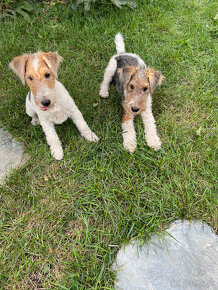 Predám šteniatka Fox terrier wire hrubosrstého - 4