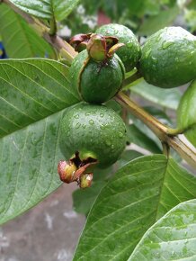 Guajava psidium - 4