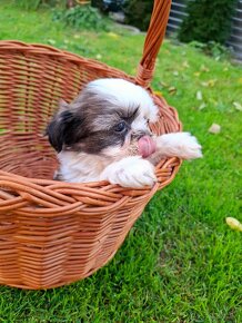 Shih-tzu - 4