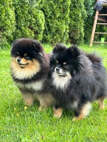 Pomeranian - 4