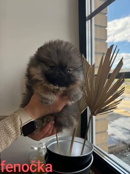 Pomeranian mini Boo - 4