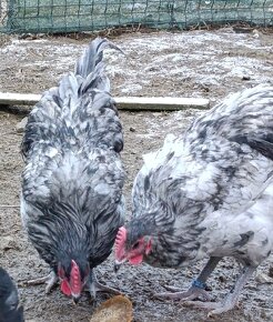 Australorp kohuty - 4