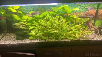 predam akvarium 50x50x120 svetlo aj skrinka vsetko - 4