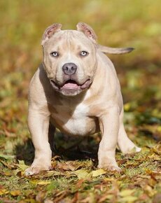 American Bully - 4