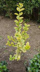 Buxus, Juniperus poliehavý (Blue star)+ Floxi fialové vysoké - 4