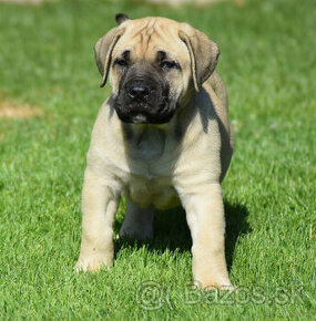 BOERBOEL BALLOTADA -búrský buldok - jihoafrický boerboel - 4