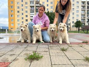 Samojed s PP LA TORRE ROJA - 4