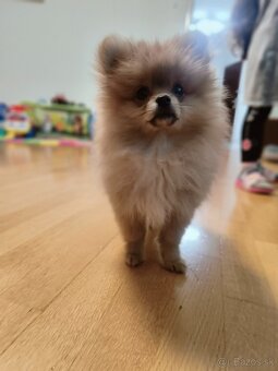 Pomeranian - 4