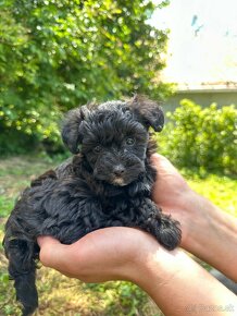 Maltipoo Yorkie - 4