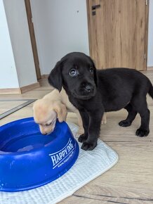 Labrador retriever steniatko - 4