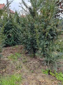 PREDáM Tis obyčajný (Taxus baccata) - 4