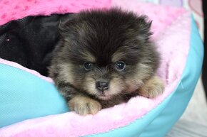 Pomeranian fenka s PP Blue and Tan - 4