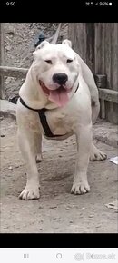 American bully - 4