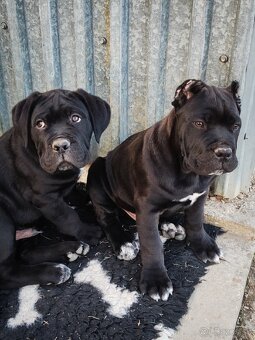 Cane corso 2-psíkovia s PP - 4