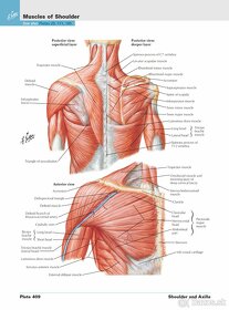 Netterov anatomický atlas človeka - 4