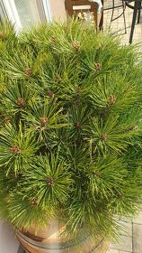 Borovica čierna Brepo .pinus nigra - 4