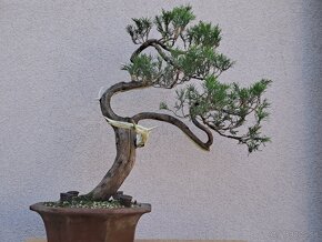 Bonsai / bonsaj - rozne, foto v prilohe, ponuka v texte - 4