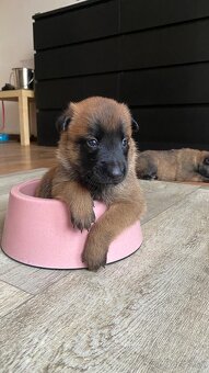 Belgický ovčák Malinois - 4