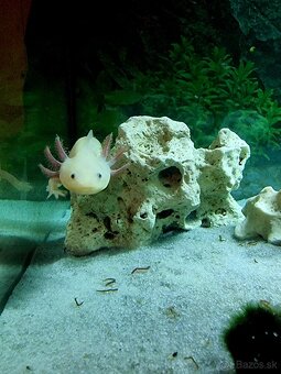 Axolotl a akvárium s filtrom - 4