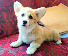 Welsh Corgi Pembroke - 4