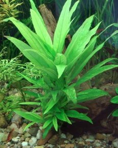 Predam rastlinky / Hygrophila guyanensis/nervata - 4