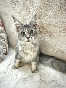 Maine Coon s PP - 4