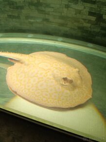 Potamotrygon Albino Gold - 4