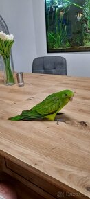 Krotký, ručne dokŕmeny papagáj červenokrídly - 4