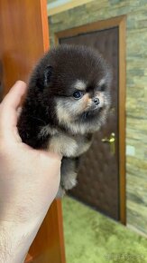 Pomeranian mini Boo - 4