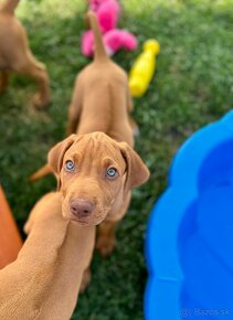 Rhodesian Ridgeback - 4