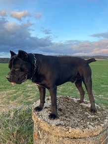 Šteniatka Cane Corso Áres-Roxy - 4