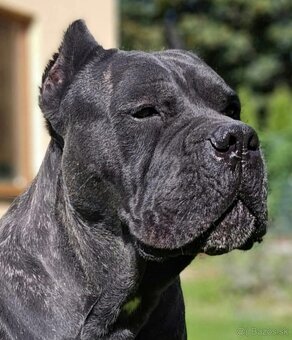 Šteniatka Cane Corso s pp - 4