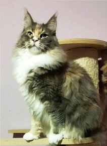 Maine Coon - 4