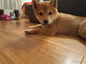 Shiba inu - 4