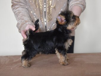 YORKSHIRE TERRIER s PP rodokmenom - 4