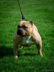 Pocket American Bully - 4