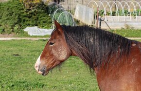 6-letý valach Welsh cob - 4