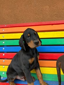 Doberman šteniatka - 4