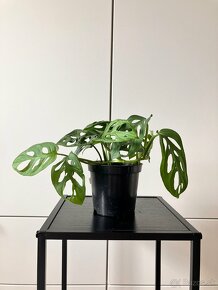 Monstera adansonii - 4