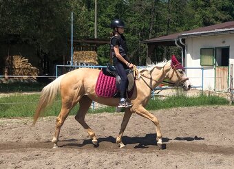 Hobby palomino kobyla na predaj, 8r. - 4