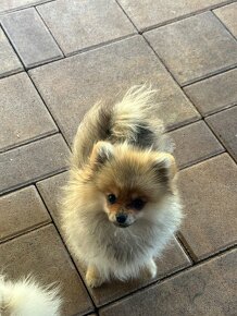 pomeranian,pom,nemecky špic - 4